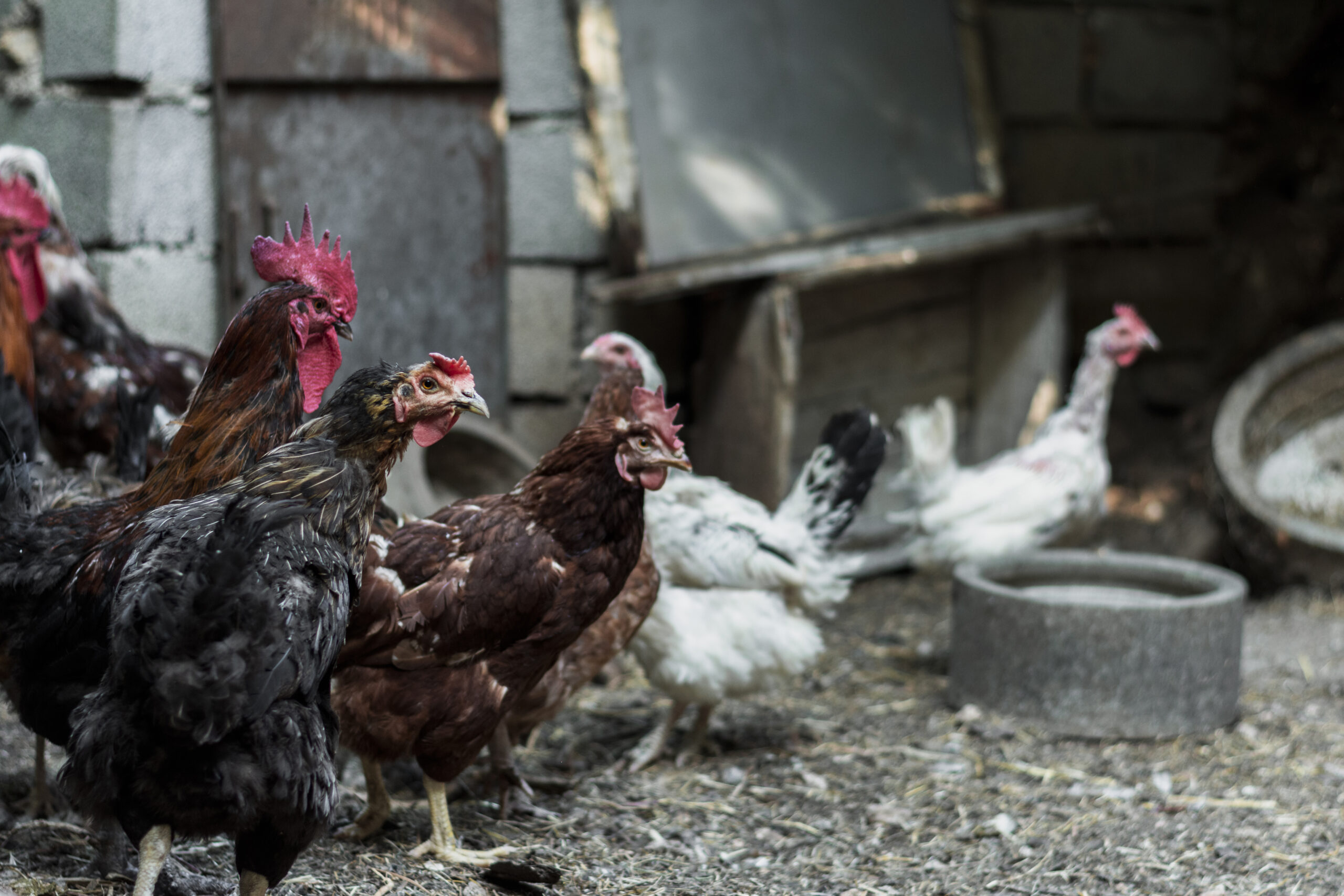 Poultry